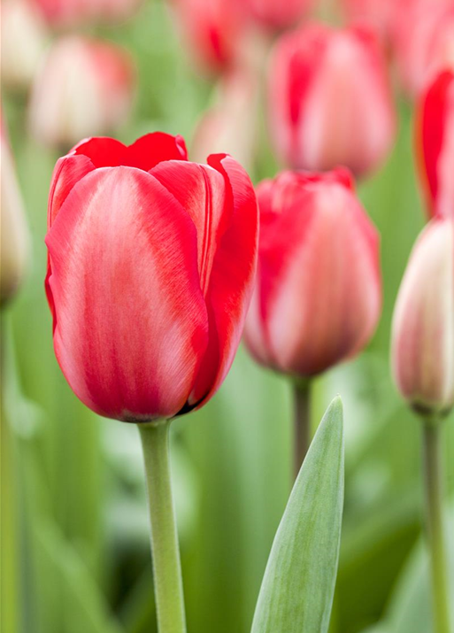 Tulipa 'Red Impression'