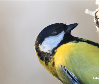 Wir fliegen auf Ganzjahresfütterung!