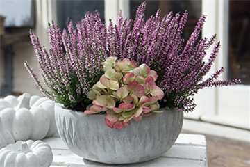 Kein Herbst ohne Heide