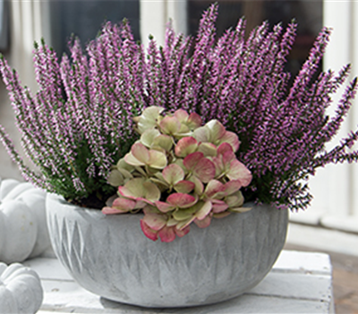 Kein Herbst ohne Heide