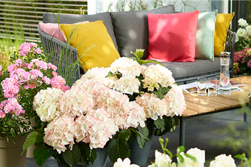 Blütenträume mit Rosen und Hortensien