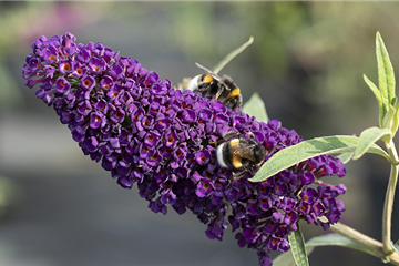 Duftende Schönheiten für einen lebendigen Garten