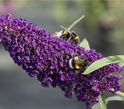 Duftende Schönheiten für einen lebendigen Garten