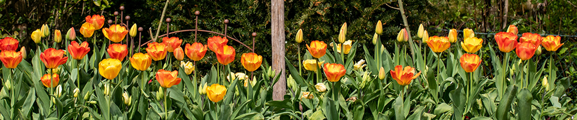jumbo_Oktober_Blumenzwiebeln.png jumbo_Oktober_Blumenzwiebeln.png