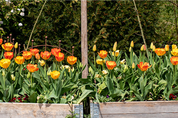 Den Frühlingszauber pflanzen