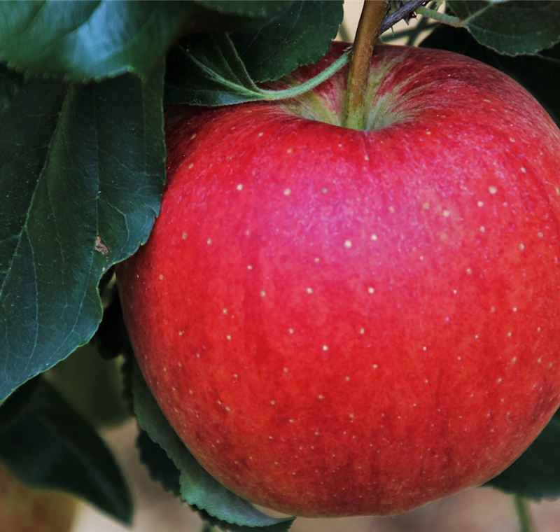 Bio-Sortiment Bio-Sortiment