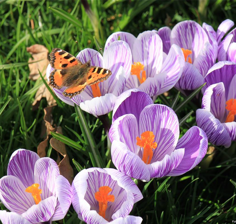 Blumenzwiebeln Blumenzwiebeln