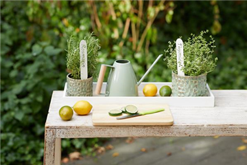 So gelingt die Anzucht!