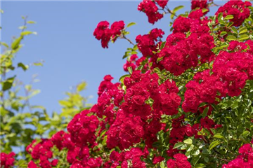 Die richtige Rosenpflege - Tipps & Tricks