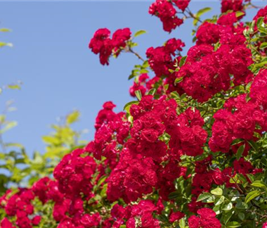 Die richtige Rosenpflege - Tipps & Tricks