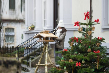 Immergrüne Outdoorstars 