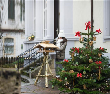 Allgemeine Gartenarbeit im Dezember