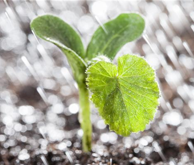 Hochbeet Anlegen - Tipps & Tricks