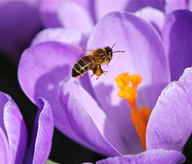 Bienenfreundliche Blumenzwiebeln