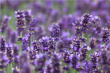 Lavendelträume für den Balkon