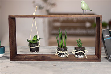 Deko mit Sukkulenten & Kakteen