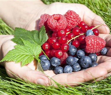 Naschgarten für die Terrasse