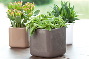 Dekorieren mit Zimmerpflanzen