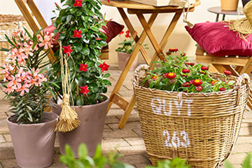 Feurige Blütenpracht