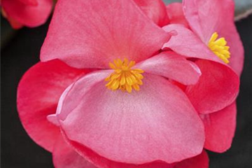 Zimmerpflanzen im Mai