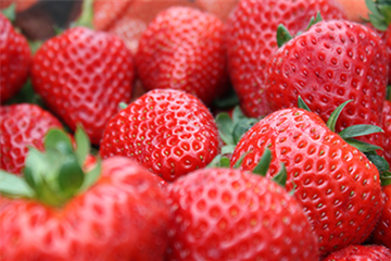 Jetzt Erdbeeren pflanzen