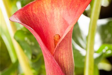 Zimmerpflanzen im Juni