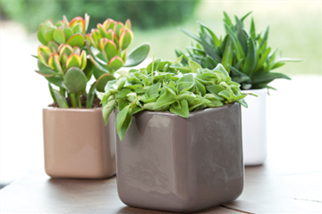 Zimmerpflanzen im Juli