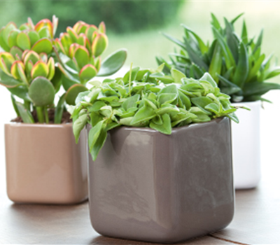 Zimmerpflanzen im Juli