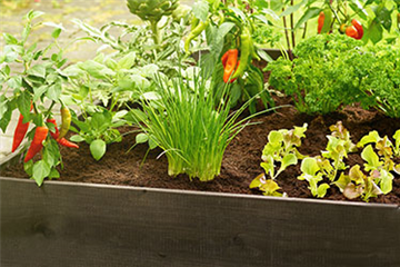 Gutes aus dem Hochbeet