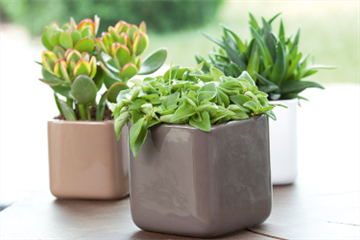 Zimmerpflanzen im August