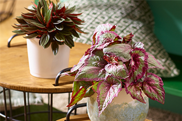 Zimmerpflanzen im September