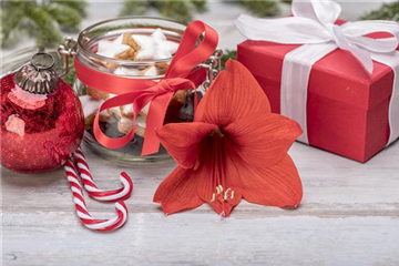 Zimmerpflanzen im Oktober