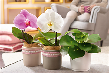 Zimmerpflanzen im Dezember