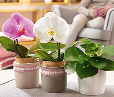 Zimmerpflanzen im Dezember