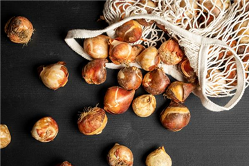 Ziergarten im November