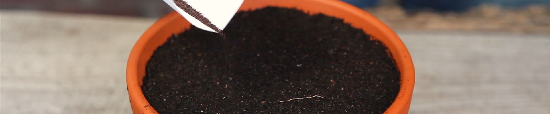 Pfefferminze - Aussäen von Samen 4.jpg