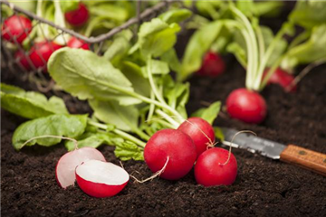 Gemüse-, Kräuter- und Obstgarten im Mai