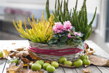 Terrasse & Balkon im November