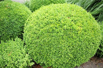 Ziergarten im September