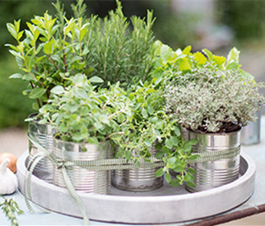 Gemüse-, Kräuter- und Obstgarten im April