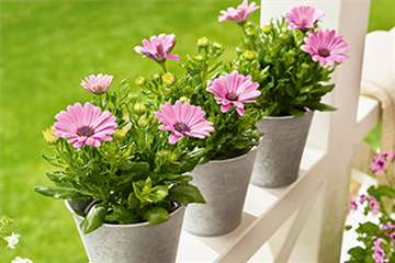 Terrasse & Balkon im August