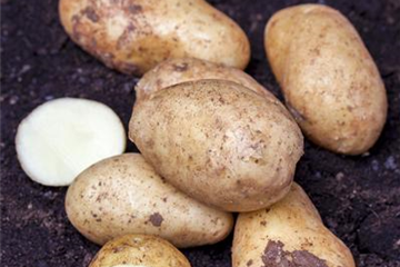 Gemüse-, Kräuter- und Obstgarten im Februar