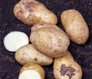 Gemüse-, Kräuter- und Obstgarten im Februar