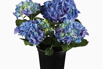 Terrasse & Balkon im Juli