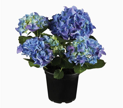 Terrasse & Balkon im Juli