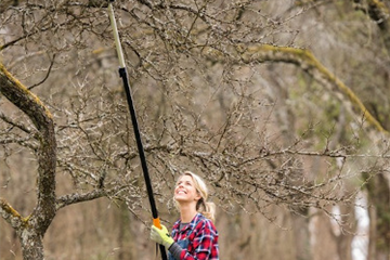 Ratgeber Obstbaumschnitt im Winter