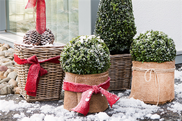 Allgemeine Gartenarbeit im Januar