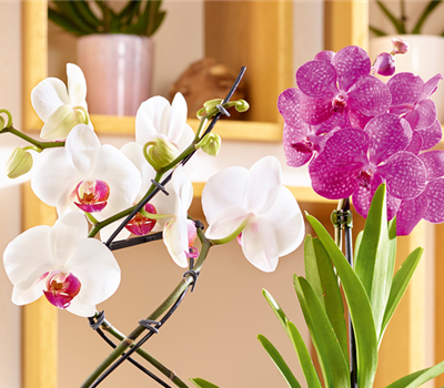 Tropischer Winter zuhause