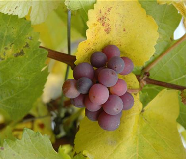 Gemüse-, Kräuter- und Obstgarten im Dezember