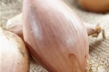 Gemüse-, Kräuter- und Obstgarten im Juli